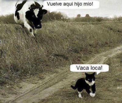 Vuelve aquí hijo mío. Vaca loca.