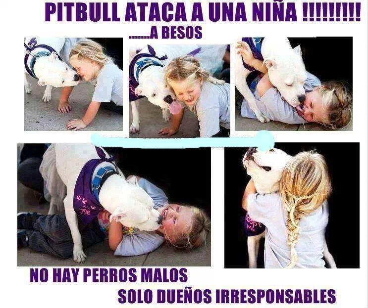Pitbull ataca a una niña!!!!! ... A besos. No hay perros malos solo dueños irresponsables.