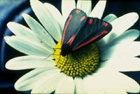 Un jardín lleno de movimiento y color gracias a las mariposas